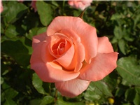 acde3e0e-Picture 2772.jpg